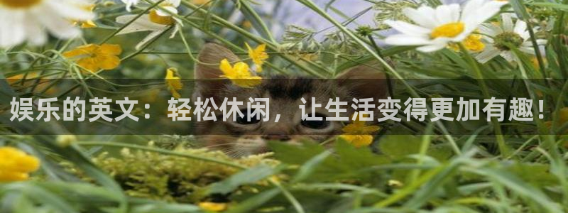 新宝5app下载安装